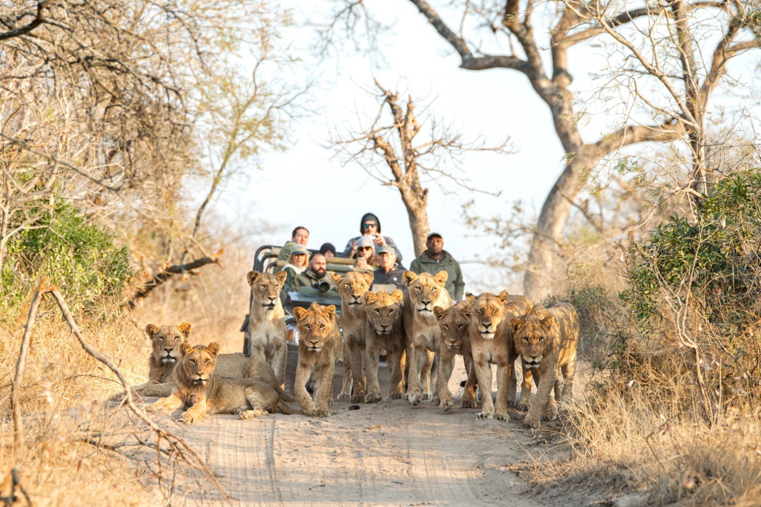 Lions_on_Game_Drive__2_ (1)