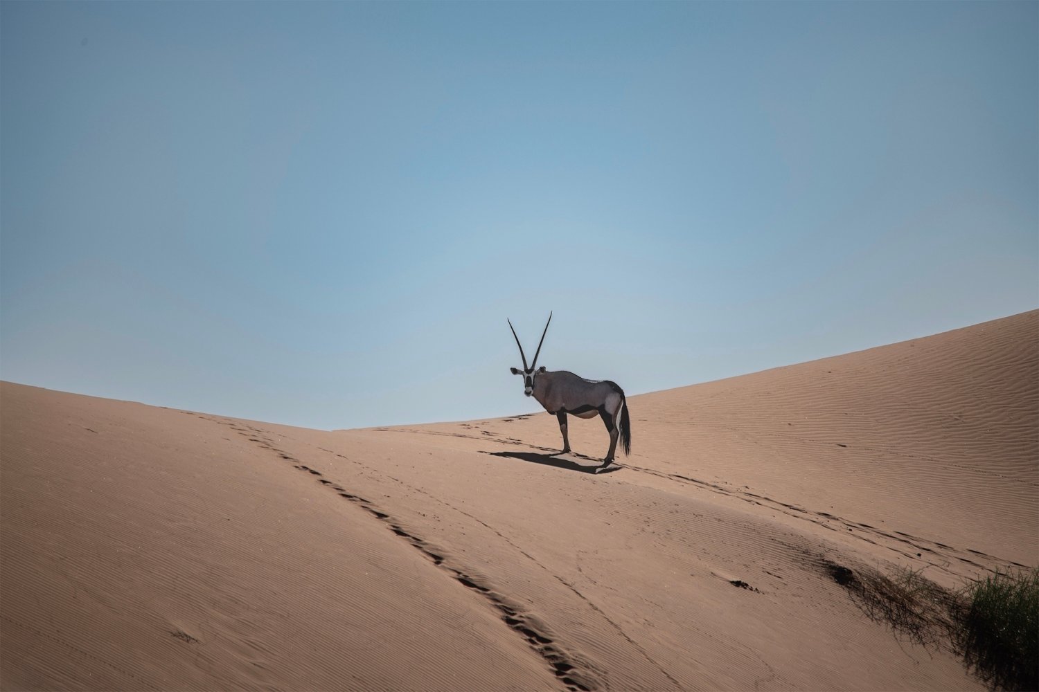 Top Desert-Oryx